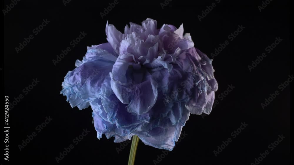 peony wilted flower timelapse
