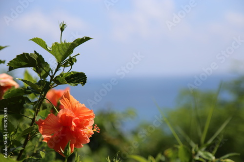 poppy flower in the field