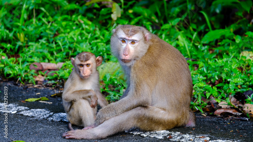 macaque sitting on the ground