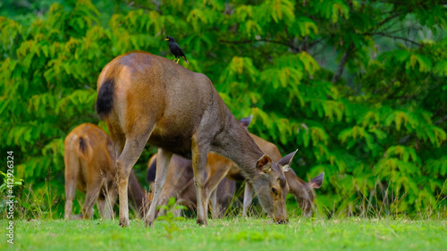 deer in the grass