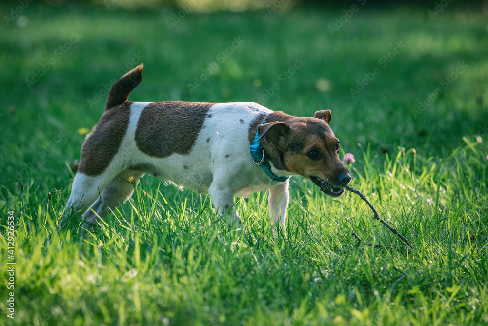 Jack russell terrier plays with a tree branch on the grass.