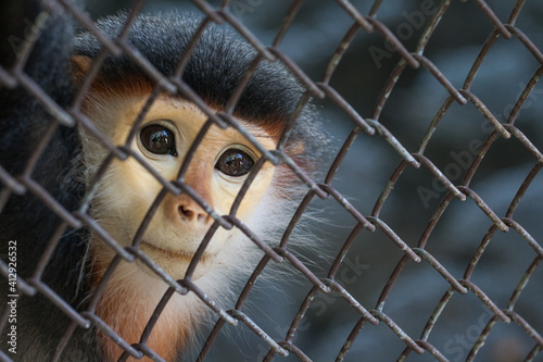 close up of a Red-shanked Douc Langur