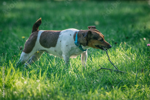 Fototapeta Naklejka Na Ścianę i Meble -  Jack russell terrier plays with a tree branch on the grass.