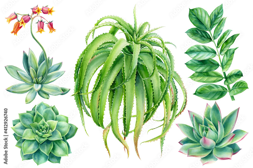 Succulents in watercolor, echiveria blooming, aloe, cacti, tropical plants hand drawing, botanical painting - obrazy, fototapety, plakaty 