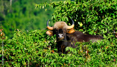 wild buffalo in the forest