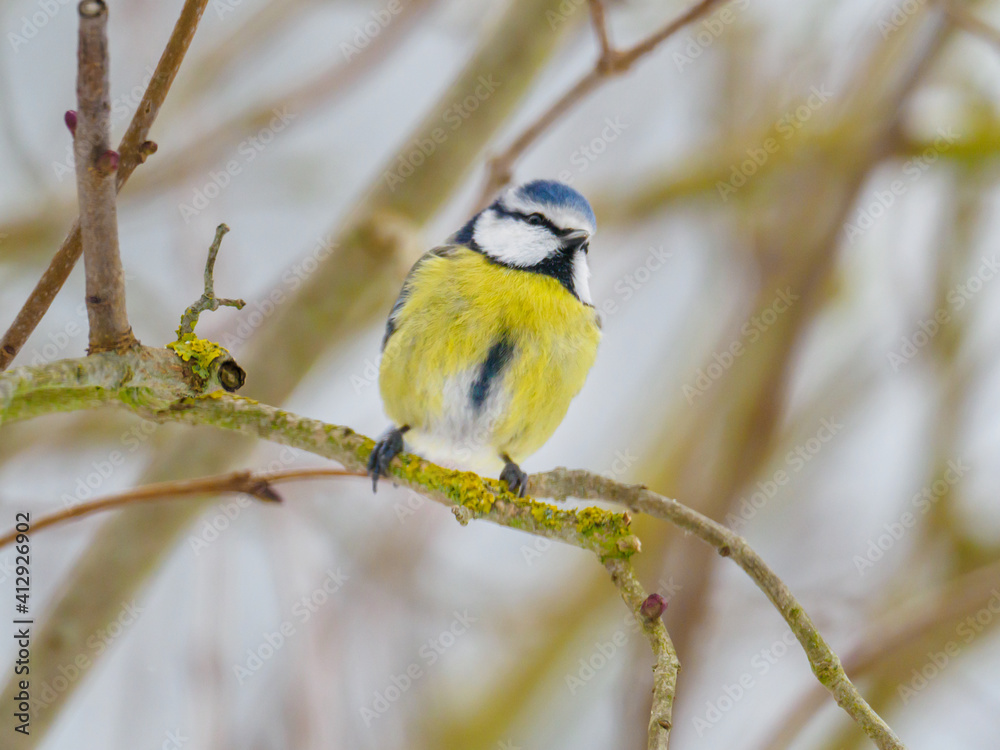 Obraz premium blue tit sits on a branch in winter and looks at the camera