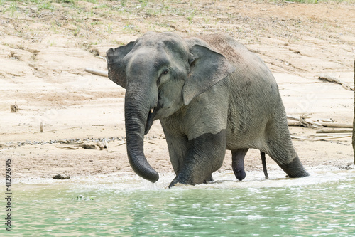 elephant in the water