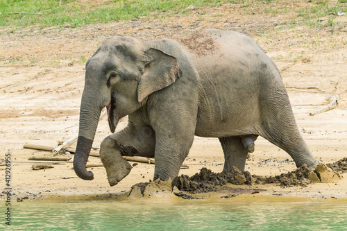 elephant in the water