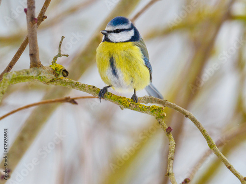  blue tit sits on a branch in winter and looks at the camera
