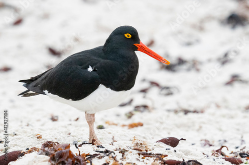 The Pied Oystercatcher (Haematopus leucopodu) photo