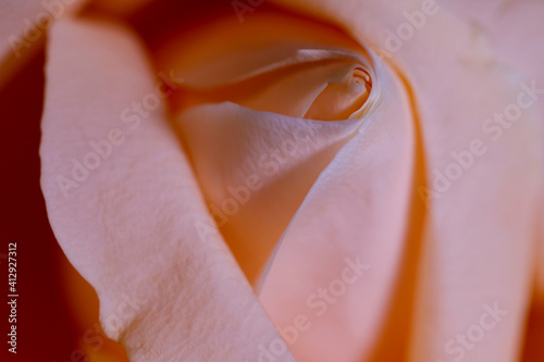 Natural background. Tender rose petals close-up. Abstract pastel natural background. Horizontal cropped shot, close-up.Valentine's day concept.