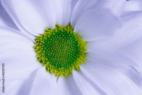 Natural white background. White chrysontema petals close-up. White chrysontema flower texture close-up. Horizontal, cropped shot, close-up.Valentine's day concept.