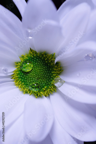 Natural white background. White chrysontema petals with dew drops close-up. White chrysontema flower texture close-up. Vertical cropped shot, close-up.Valentine's day concept.