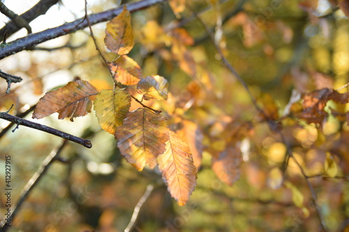 autumn leaves in the forest