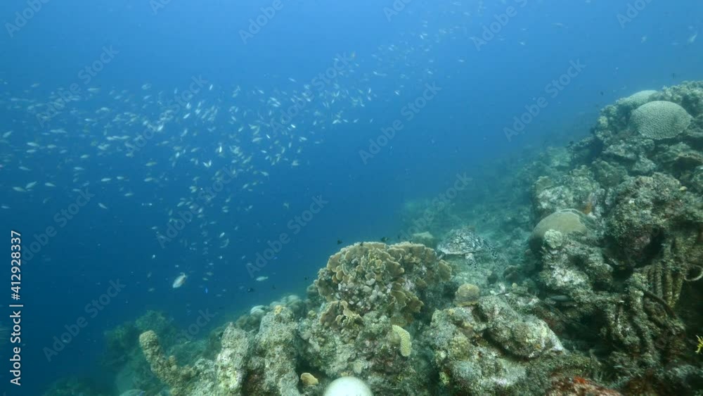 Hawksbill Sea Turtle swim in coral reef of Caribbean Sea, Curacao Hawksbill Sea Turtle swim in coral reef of Caribbean Sea, Curacao