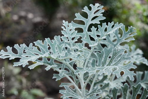 Gray green leaves of cineraria in a natural background. Beautiful cineraria in flower bed. photo