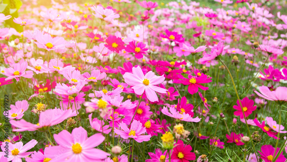Cosmos flowers in a colorful garden.