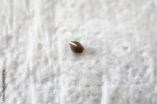 Germinating Cannabis seed on wet paper towel.