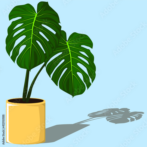  Tropical Houseplant, Green Monstera-punctulata Plant 