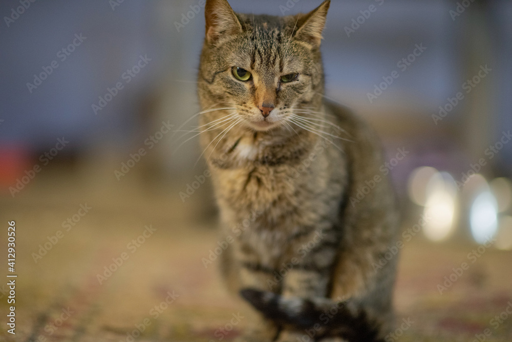 Portrait of a homeless sick cat in the basement. Portrait of a homeless sick cat in the basement.