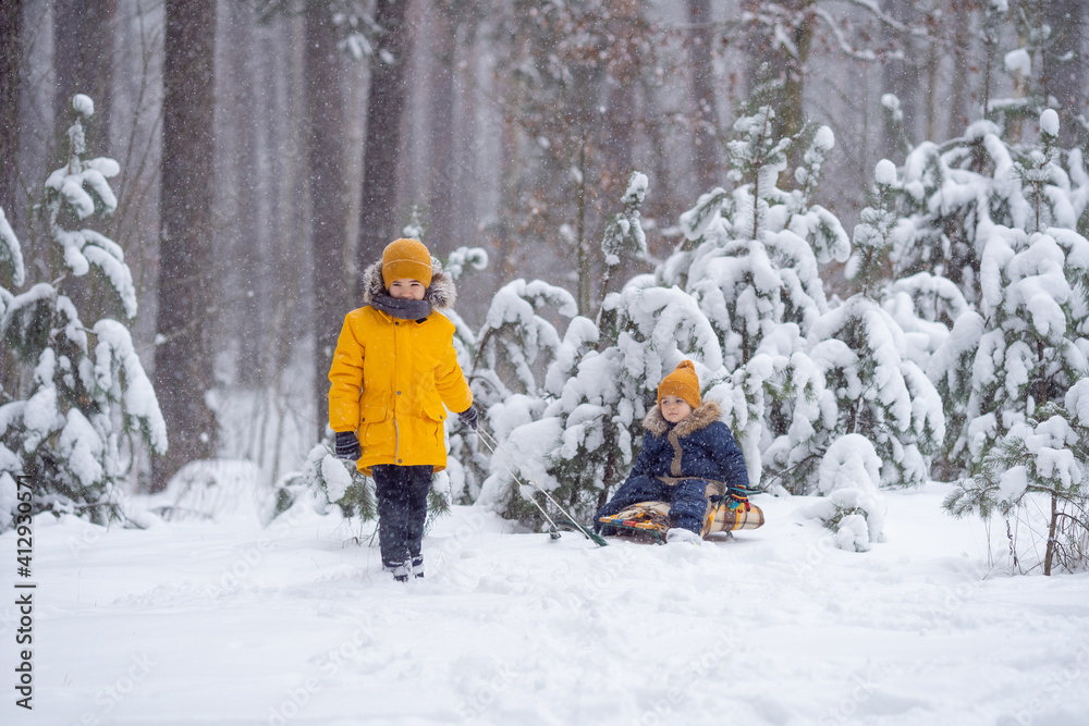 Two adorable little boys having fun together in beautiful snowy forest. Brothers playing in snow in snowfal. Winter activities for kids. Children are sledding. Older brother rolls younger baby on sled