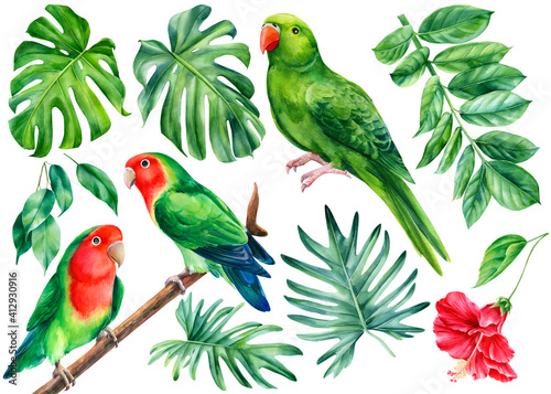 Photography Parrots and tropical plants
