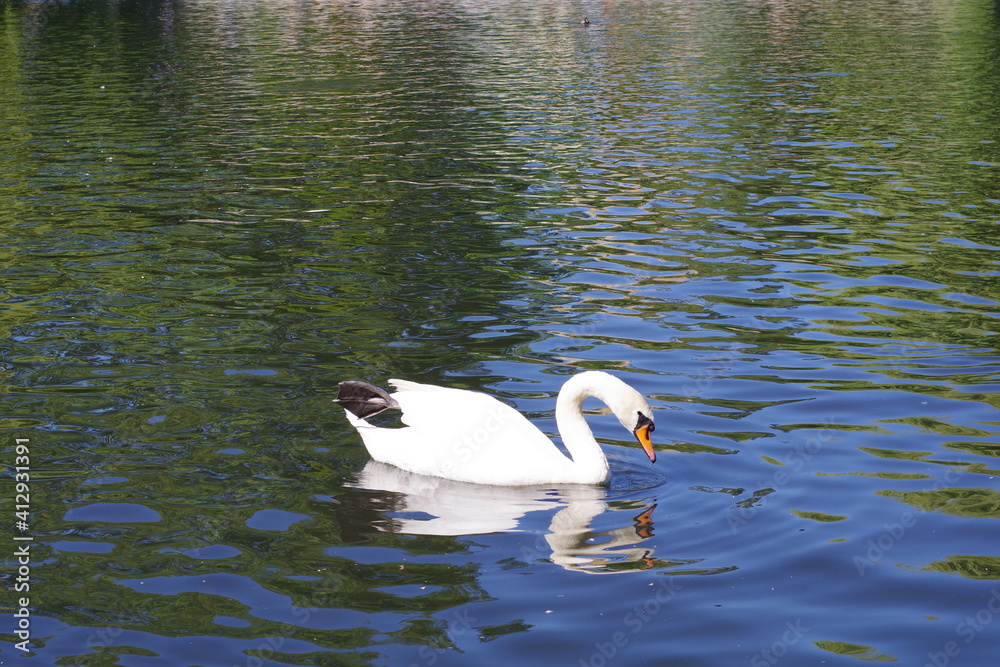 Fototapeta premium Swan, River, Riverside
