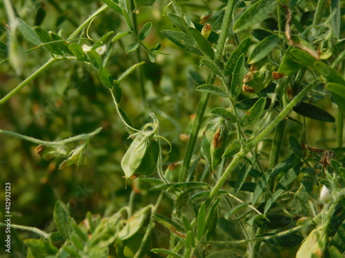 Lentil plant growing close up.Macro photo of a lentil (Lens culinaris) flower in a field.