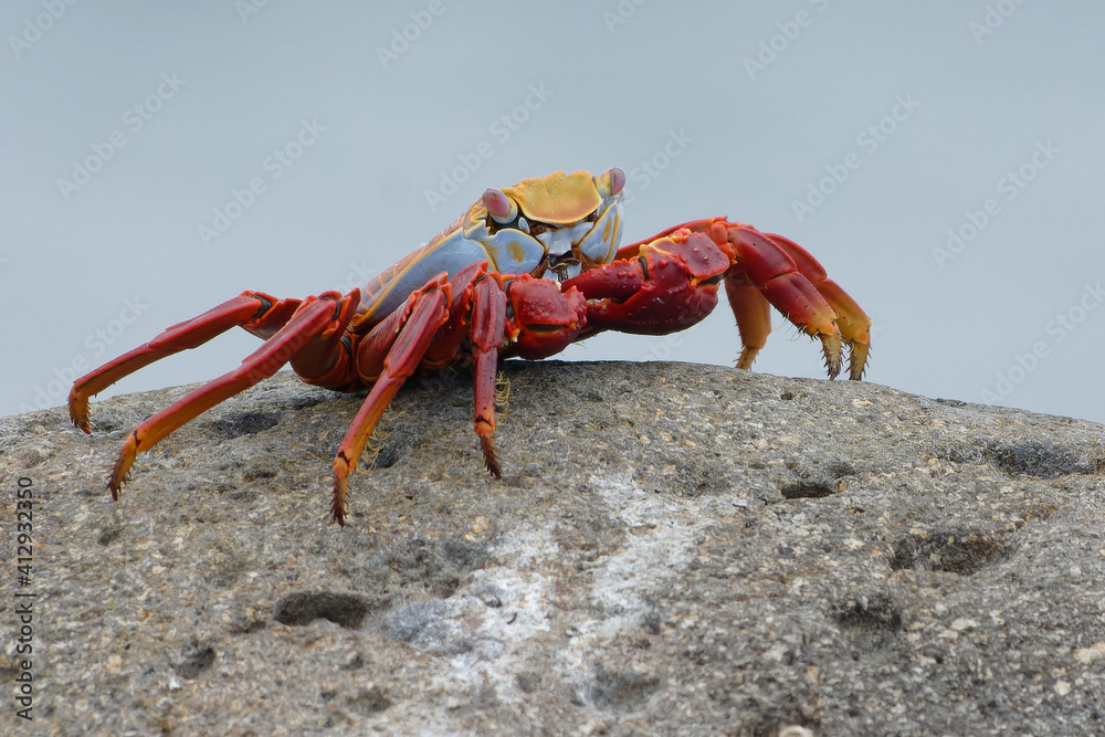 Red rock crab (grapsus grapsus) in Galapagos Islands, Ecuador Red rock crab (grapsus grapsus) in Galapagos Islands, Ecuador