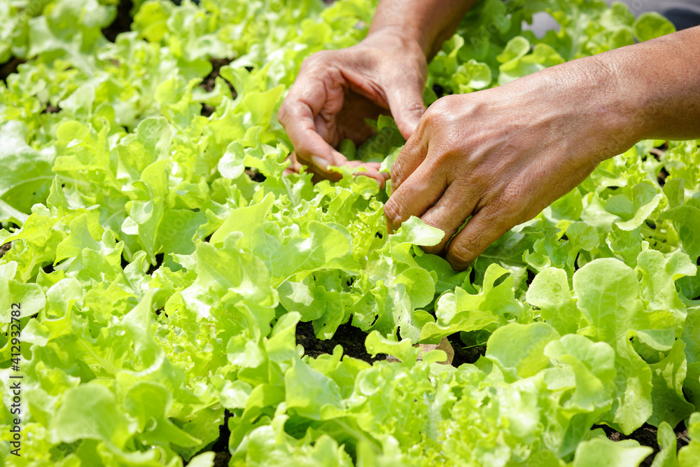 Elderly farmers hands hold green organic salad vegetables in the plot on the ground. Take care of vegetables that they do not have insects to eat. Concept of healthy eating, organic food Elderly farmers hands hold green organic salad vegetables in the plot on the ground. Take care of vegetables that they do not have insects to eat. Concept of healthy eating, organic food