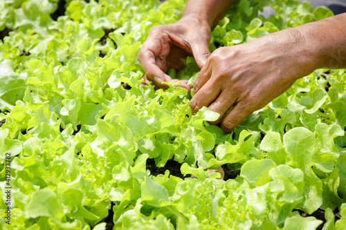 Elderly farmers hands hold green organic salad vegetables in the plot on the ground. Take care of vegetables that they do not have insects to eat. Concept of healthy eating, organic food