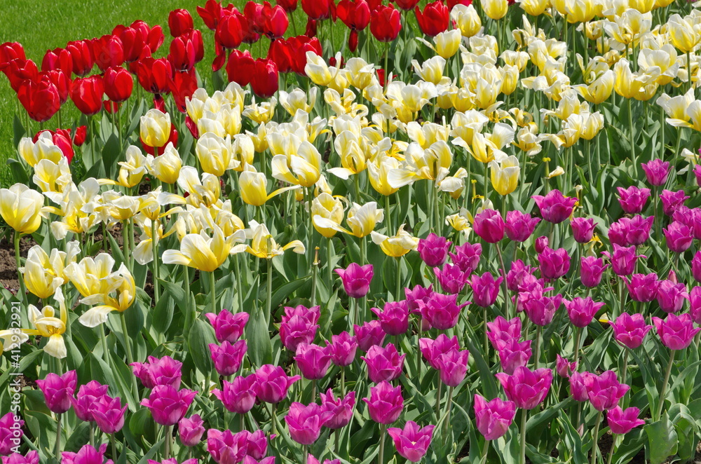 Colorful tulips bloom in a flower bed in spring