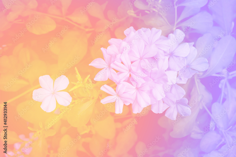 beautiful pastel flowers background suitable for use in graphics about love, marriage, and Valentine's Day.