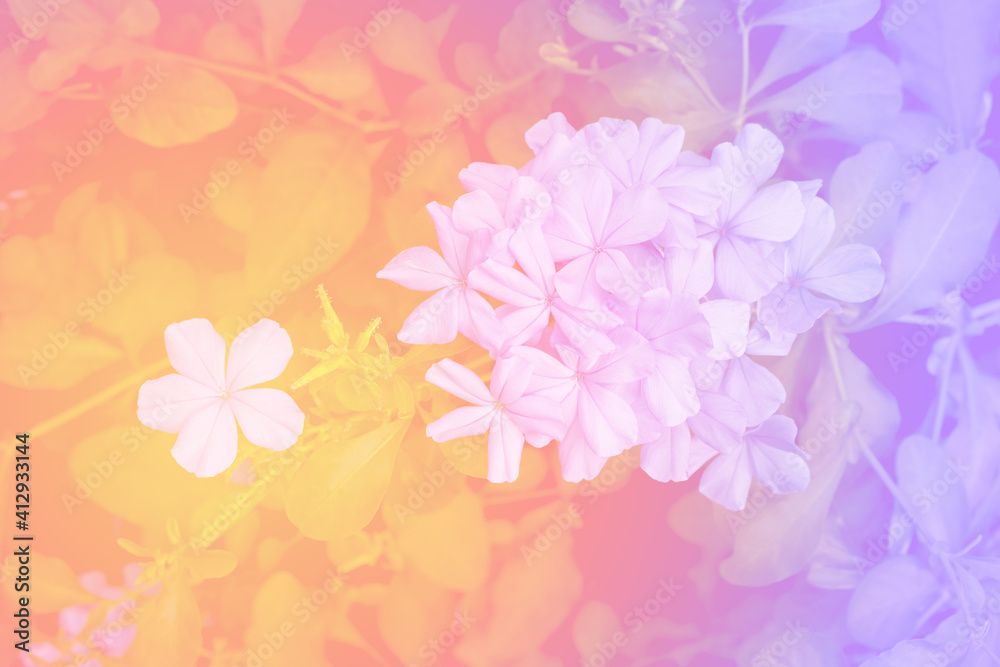 beautiful pastel flowers background suitable for use in graphics about love, marriage, and Valentine's Day. beautiful pastel flowers background suitable for use in graphics about love, marriage, and Valentine's Day.