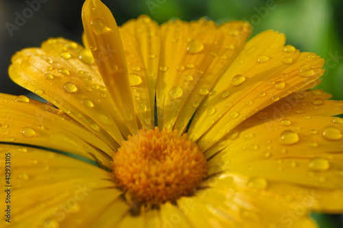 Close up macro photo of raindrops on a yellow Gerbera flower as seen at spring after the rain