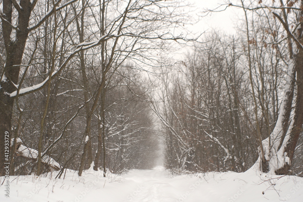 road to the forest in winter 