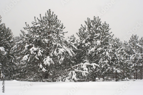 young pine trees covered with snow in winter 