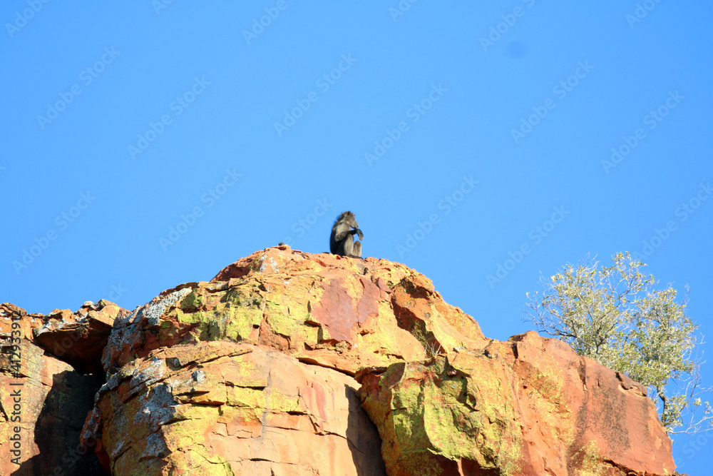 Baboon on the top of a mountain