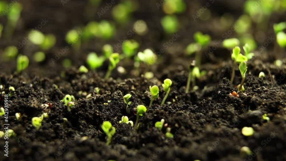 Growing plants in spring timelapse, sprouts germination from seeds, newborn cabbage in greenhouse. Agriculture