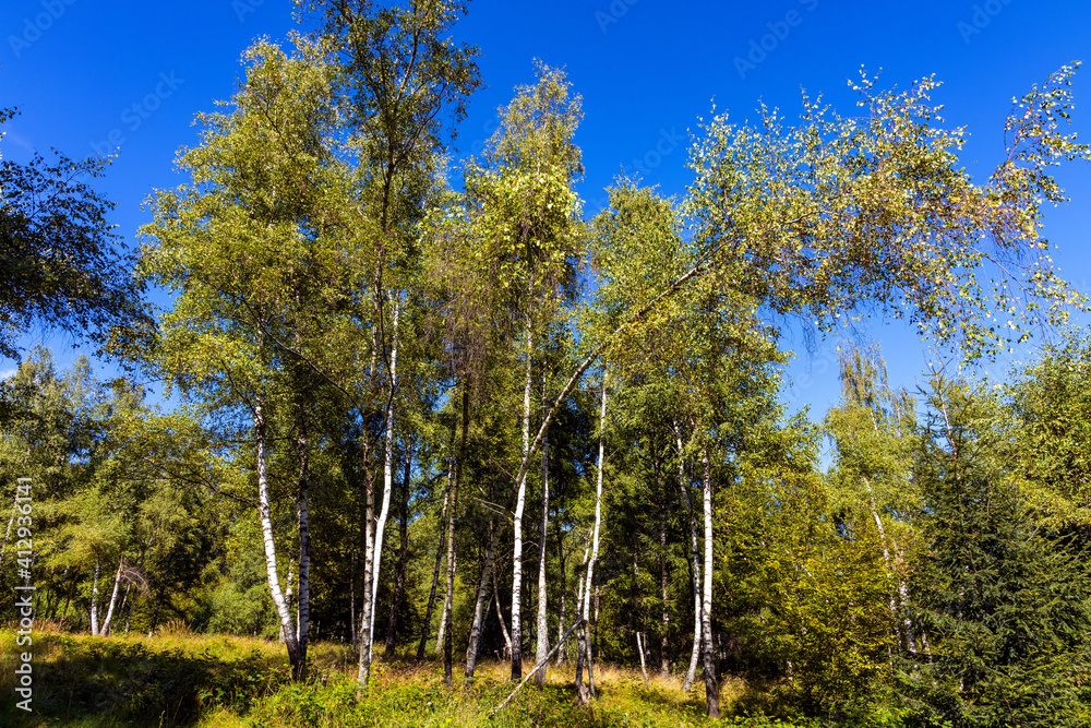 Mixed forest landscape along path to Leskowiec peak from Targoszow village on southern slope of Little Beskids mountains near Andrychow in Lesser Poland Mixed forest landscape along path to Leskowiec peak from Targoszow village on southern slope of Little Beskids mountains near Andrychow in Lesser Poland
