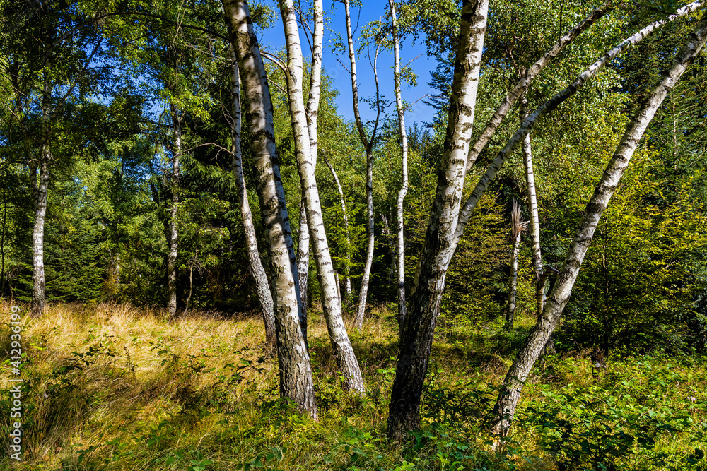 Mixed forest landscape at Leskowiec peak and Przelecz Midowicza Pass in Little Beskids mountains near Andrychow in Lesser Poland Mixed forest landscape at Leskowiec peak and Przelecz Midowicza Pass in Little Beskids mountains near Andrychow in Lesser Poland