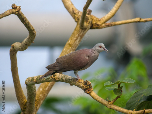 Bird in Masoala Rainforest photo