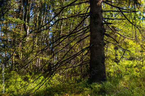 Mixed forest landscape at Leskowiec peak and Przelecz Midowicza Pass in Little Beskids mountains near Andrychow in Lesser Poland