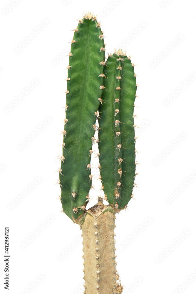 Cactus isolated on white background.