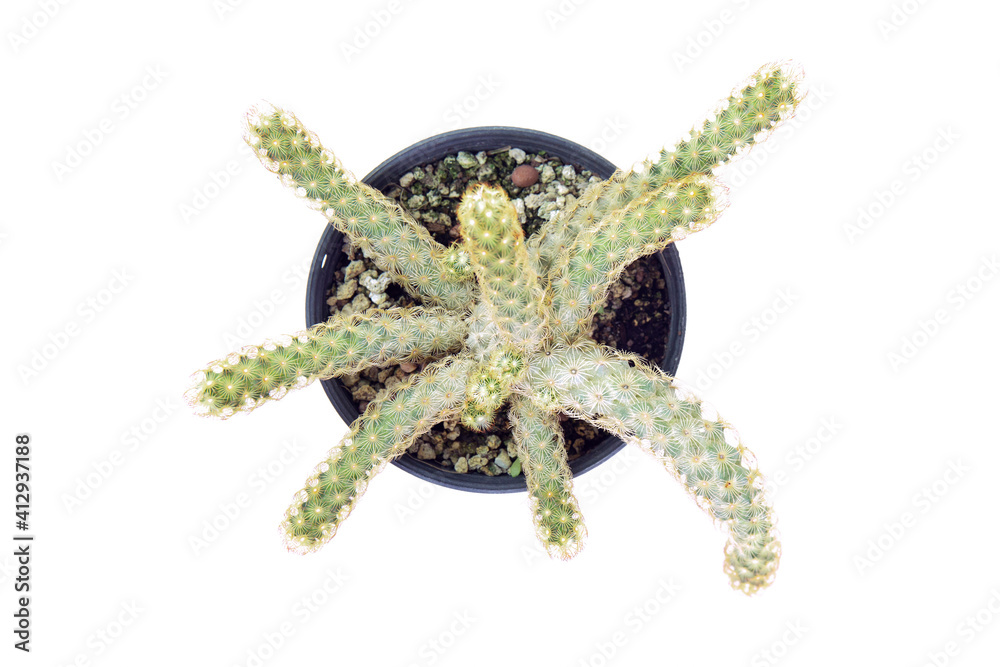 Top view Cactus isolated on white background. Top view Cactus isolated on white background.