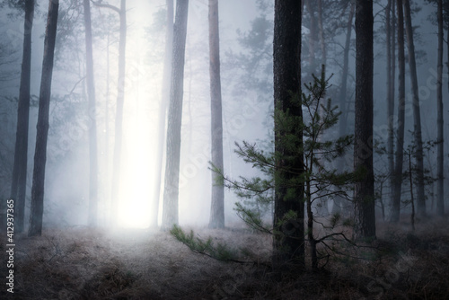 Magical picture of pine forest in night with mysterious beam of light coming from sky down to the ground. Spooky foggy landscape of dark forest with some supernatural phenomenon
