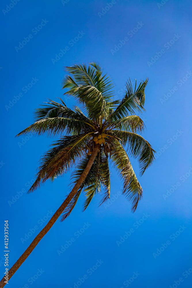 Palm tree under the blue sky Palm tree under the blue sky