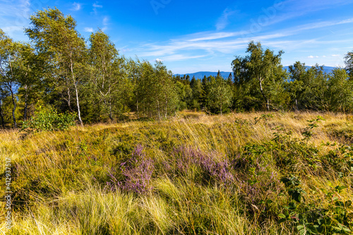 Fototapeta Naklejka Na Ścianę i Meble -  Panoramic view of grassy Leskowiec peak in Little Beskids with Babia Gora peak in southern Beskidy mountains near Andrychów in Lesser Poland