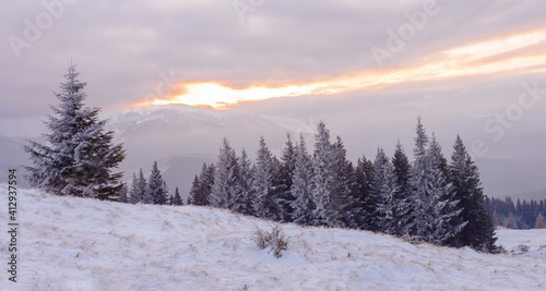 Dark snow-covered trees at sunrise background. Winter landscape.