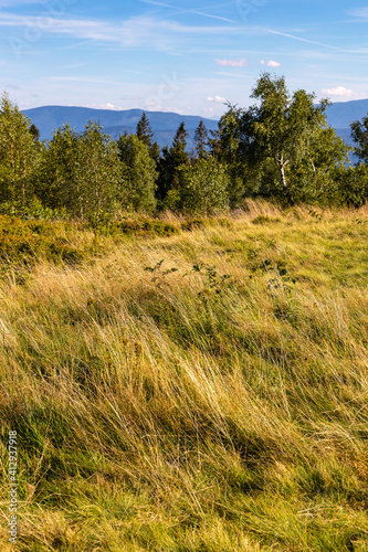 Fototapeta Naklejka Na Ścianę i Meble -  Panoramic view of grassy Leskowiec peak in Little Beskids with Babia Gora peak in southern Beskidy mountains near Andrychów in Lesser Poland